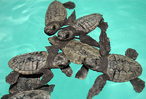 Ejemplares de tortugas bobas. (Foto: CSIC)