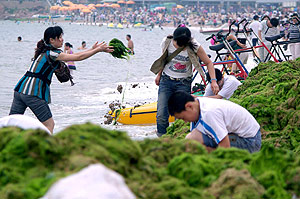 Un grupo de voluntarios ayuda a limpiar las costas de Qingdao. (Foto: AFP)