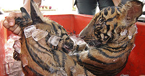 Dos cadveres de tigres de Sumatra confiscados a traficantes de Indonesia . (Foto: REUTERS)