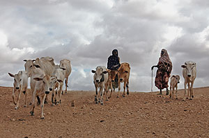 Pastores conducen su ganado en busca de agua en Etiopa. (Foto: Andrew Heavens | UNICEF)