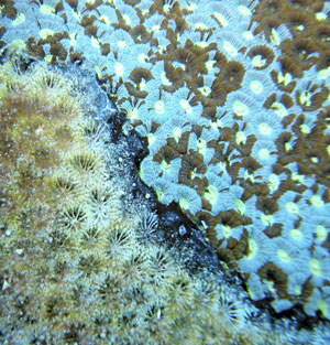 La enfermedad de la banda negra se expande en una colonia de 'Favia speciosa' en el coral de la 'Gran Barrera' en Australia. (Foto: Cathie Page | SCIENCE)