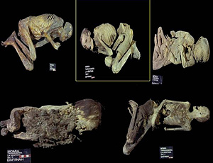 Varias momias halladas en Chihuaua (Mxico). (Foto: Yolanda Lpez)