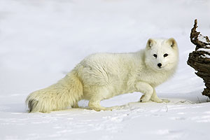 El blanco y largo pelaje del zorro polar cambia en verano a un tono pardo y ms corto . (Foto: AGE)