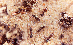Imagen ampliada de un grupo de hormigas argentinas de dos milmetros. (Foto: CSIC)