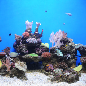 Una de las coloridas colecciones de coral del Palma Aquarium. (Foto: Alberto Vera)