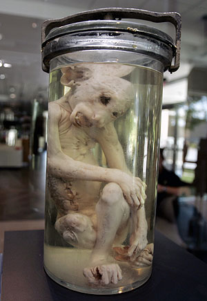 El cuerpo del mono conservado desde 1953. (Foto: AP)