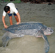 El investigador del CSIC, Juan Patio, midiendo a una hembra de tortuga lad en una playa colombiana. (Foto: Fundacin BBVA)
