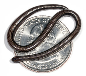 La serpiente hilo sobre un cuarto de dlar, moneda equivalente en tamao a una de 50 cntimos de euro. (Foto: S. Blair Hedges)