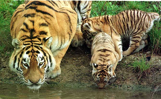 Una tigresa con sus dos crias bebiendo agua. (Foto: Peter J. Jordan)