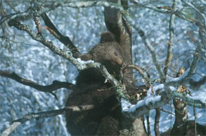 Un oso pardo en el Pirineu. (Foro: departament de Medi Ambient)