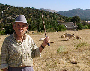 Un vecino en el municipio 'invadido' por las vacas. (Foto: EFE)