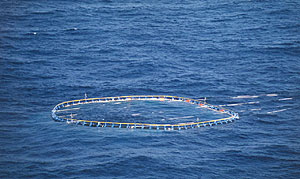 Imagen de una de las jaulas de engorde de atunes rojos en aguas del Mar Mediterrneo. (Foto: EFE)