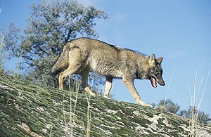 Imagen de un lobo ibrico. (Foto: TVE)