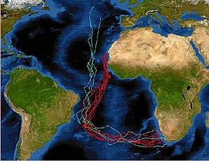 Rutas seguidas por las pardelas en su migración por el Atlántico. En rojo las de Canarias y en azul las de Azores. (Foto: Jesús Muñoz | PLoSONE)