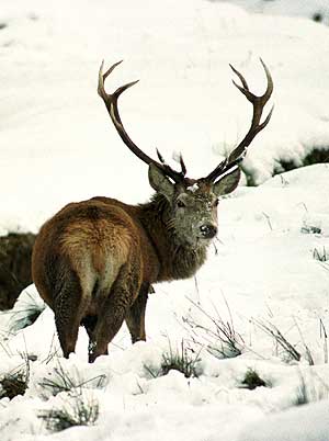 Un ciervo astado busca comida en Almuree, en Escocia. (Foto: AP)