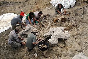 Imagen de los restos seos hallados en el yacimiento cercano a Cinctorres (Foto: EL MUNDO).