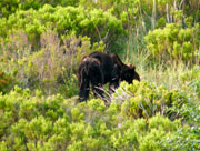 El oso pardo herido con el cinturn trampa en la cintura. (Foto: Fundacin Oso Pardo)