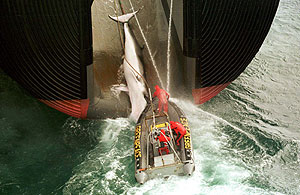 Activistas de Greenpeace tratan de prevenir la transferencia de una ballena Minke asesinada. (Foto: Greenpeace)