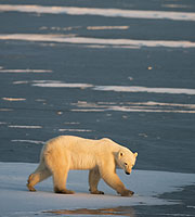 Osos polar en la costa de Alaska. (Foto: Paul J. Richards)
