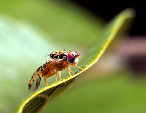 Mosca de la fruta ('Drosophila melanogaster'). (Foto: Wikipedia Commons)