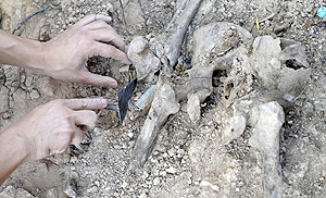 Exhumacin de dos fosas comunes en la comarca del Duero. (Foto: Ical)