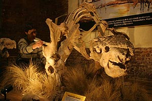 Fósil del 'Glyptodon Munizi', una especie de armadillo gigante. (Foto: Alejandro Cherep)