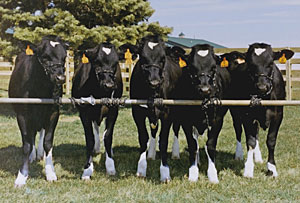 Vacas clonadas en una granja de Iowa, en una imagen de archivo. (Foto: Advanced Cell Technologies)
