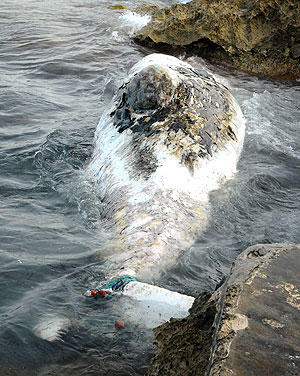 Imagen del cachalote hallado muerto en Capdepera (Foto: Alberto Vera)