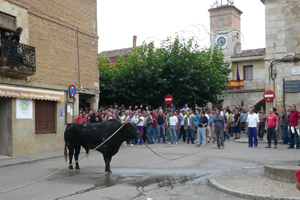 Imagen de la celebracin del toro enmaromado de Astudillo, en Palencia, en 2007. (Foto: MANUEL BRGIMO)