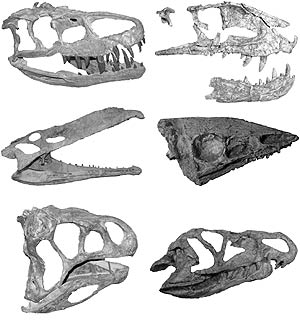 Una serie de crneos de diferentes arcosaurios crurotarsales, los mayores competidores de los dinosaurios en el Trisico tardo. (Foto: Stephen Brusatte | Columbia University)