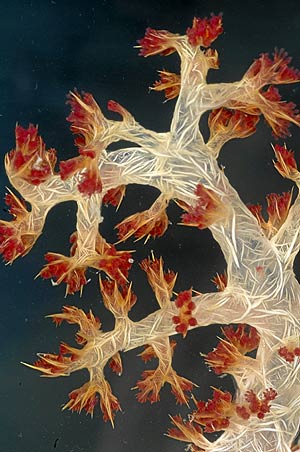 El coral blando 'Dendronepthya'. (Foto: Gary Granitch | Queensland Museum)