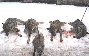 Matanza de unos lobos en Castilla y León (Foto: EFE)