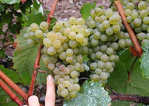 Recogida de la uva en la vendimia (Foto: CSIC)