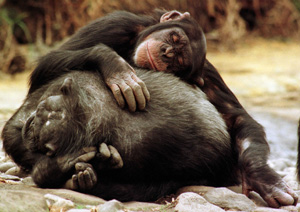 Una pareja de chimpancs en el zoo de Taronga, en Sydney. (Foto: Reuters)