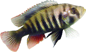 Un macho de 'Pundamilia pundamilia' de una zona de aguas claras donde peces rojos y azules son especies genéticamente distintas. (Foto: Inke van der Sluijs)