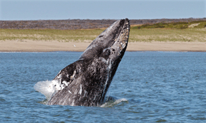 Una ballena gris emerge en el Noreste de Sajaln en Rusia (Foto: AFP)