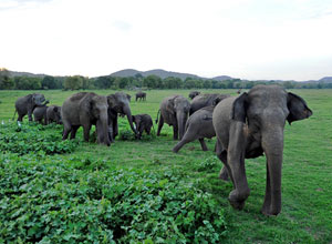 Manada de elefantes fotografiada en Sri Lanka. (Foto: AFP).