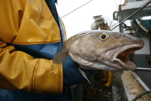 Un pescador francs muestra un bacalao capturado en aguas europeas. (Foto: REUTERS)