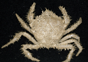 Una nueva especie de cangrejo Trichopeltarion hallado en aguas profundas australianas. (Foto: AFP/CSIRO)