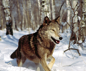 Imagen de un lobo buscando alimento. (Foto:Odisea)