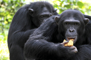 Un chimpanc en cautividad celebra su 44 cumpleaos con un pedazo de tarta en Uganda. (Foto: REUTERS/James Akena)