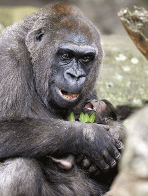 Una gorila abraza a su cría en un zoo australiano. (Foto: REUTERS)