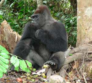 Un gorila, en Repblica Democrtica del Congo . (Foto: Gustavo Cataln)