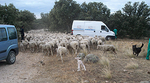 El rebaño de mil cabezas que le ha sido incautado a Julio de la Losa en Las Rozas. (Foto: Consejería de Medio Ambiente de la CAM)