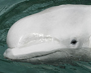 Una ballena beluga en un zoo de Washington. (AP)