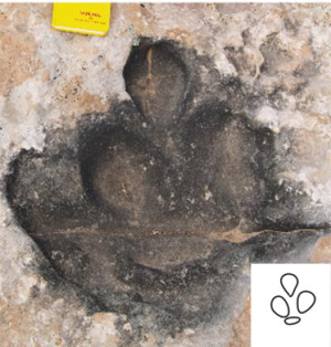 Imagen de una de las huellas de dinosaurio en la que, segn los cientficos, se identifican las distintas partes de la pata del animal. (Foto: Winston Seiler, Universidad de Utah)