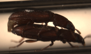 Dos escarabajos macho de la especie 'Tribolium castaneum' copulando. (Foto: Sara Lewis, Universidad de Tufts).