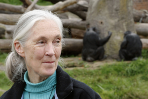Jane Goodall en el zoológico Taronga de Sidney, Australia, el pasado 11 de octubre. (Foto: REUTERS)