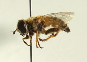 El 'merodn antonioi', uno de los insectos descubiertos. (Foto. EFE)