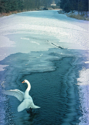 Un cisne en el ro Neisse, helado por las bajas temperaturas. (Foto: Reuters).